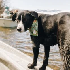 Battenkill | Dog Bandana 10 Battenkill | Dog Bandana -Accessories Sale Store battenkilldoggo